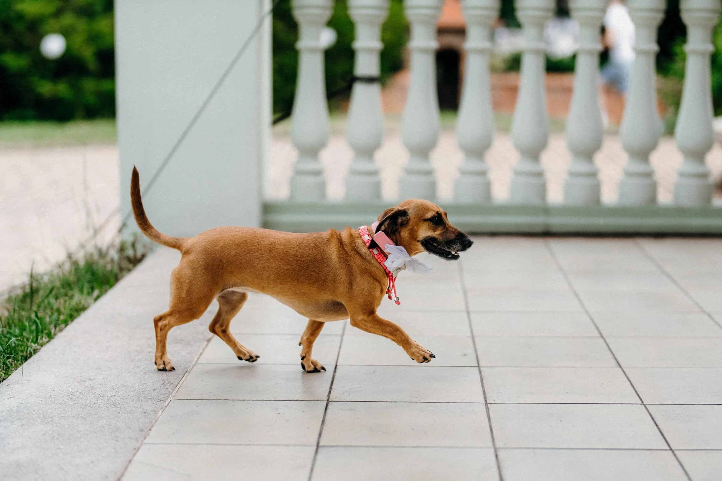 Svatba Hlídka Špilberk Brno - foto 134