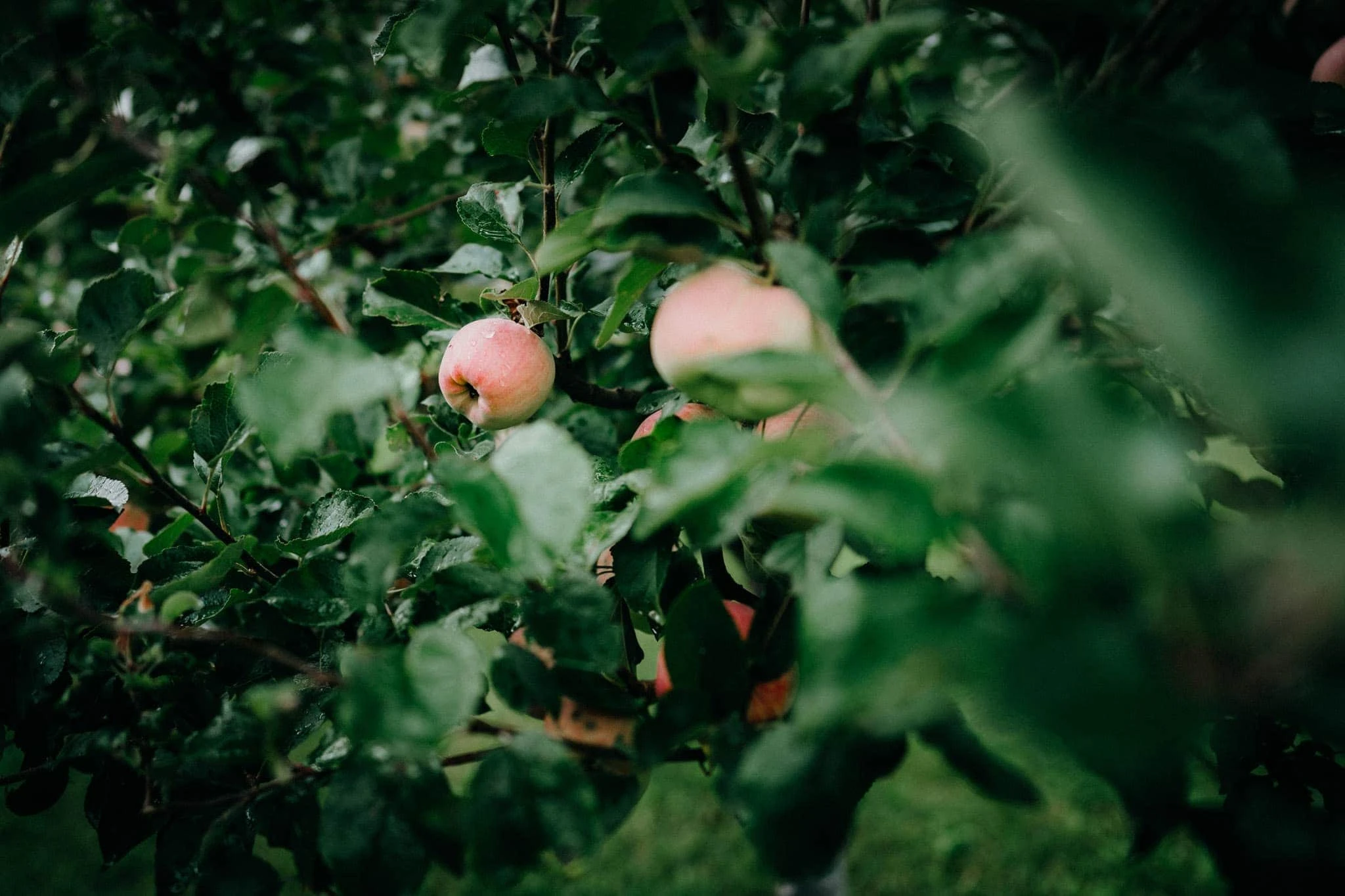 Svatba v&nbsp;Kurdějově u&nbsp;Hustopečí - foto 61