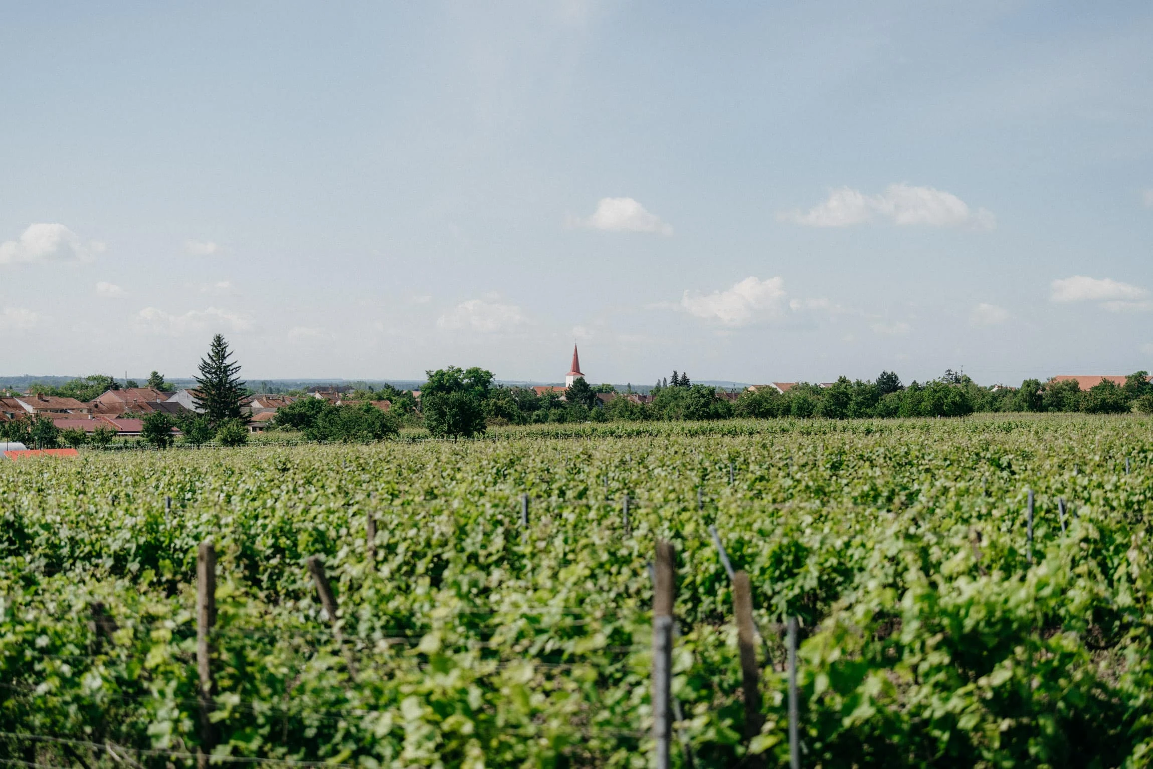 Svatba Vinařský dům Dominant Rakvice - foto 136