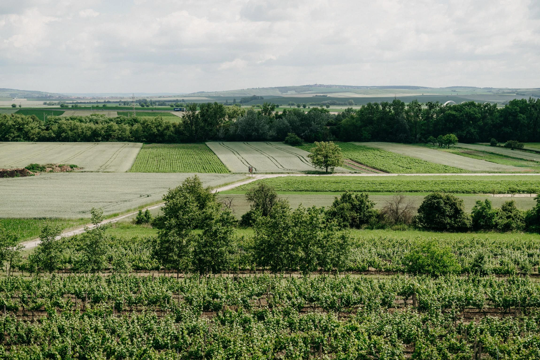 Svatba Vinařský dům Dominant Rakvice - foto 130