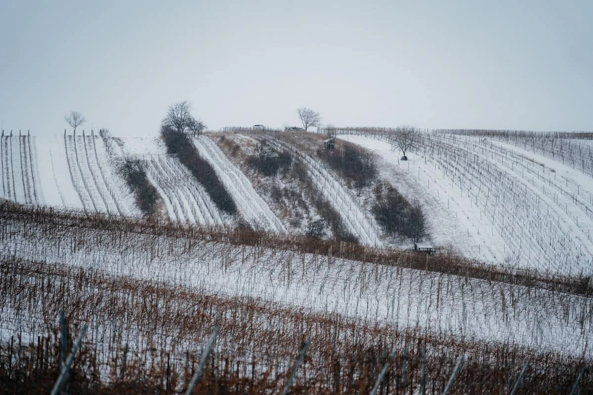 Svatba Vinařský dům Dominant Rakvice - foto 348
