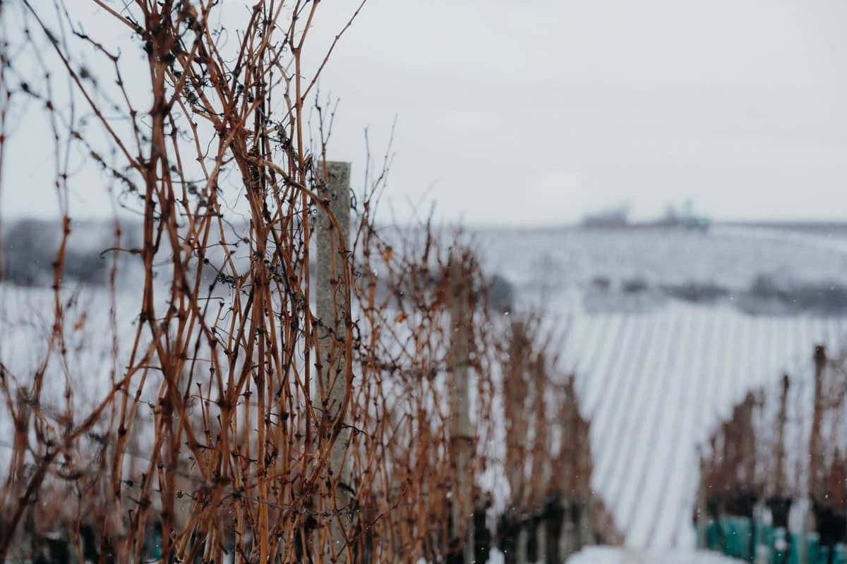 Svatba Vinařský dům Dominant Rakvice - foto 347