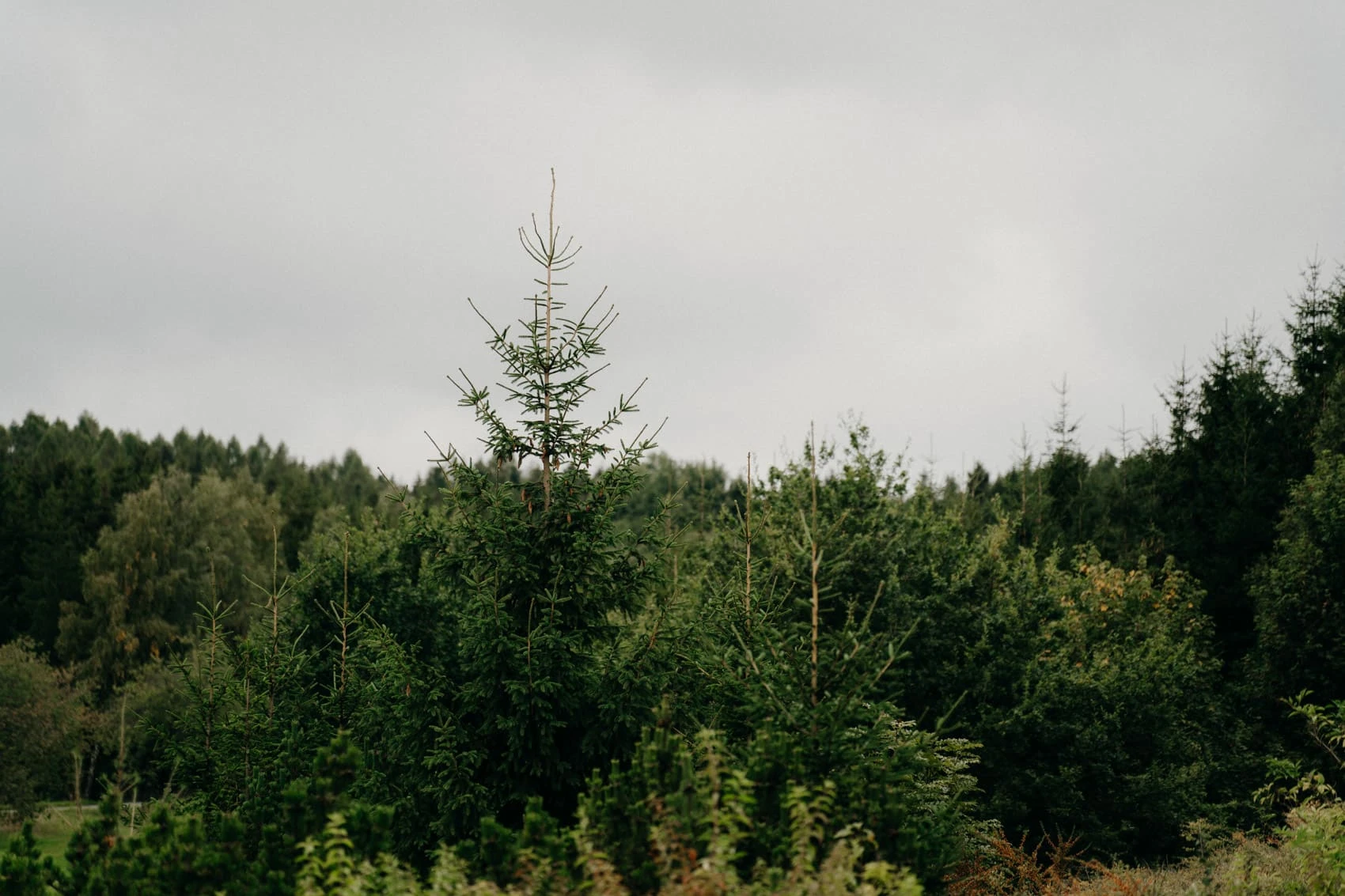 Svatba Borovinka Les Resort - foto 55