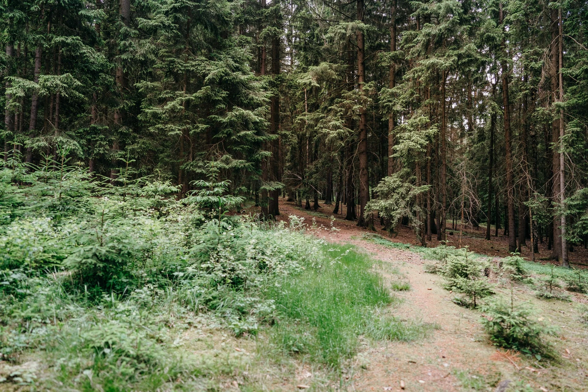 Svatba na samotě u&nbsp;lesa - foto 67